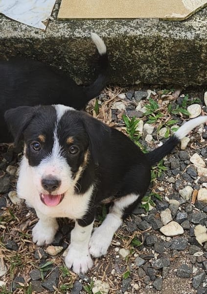 MOON, chiot femelle Croisée Jack Russel