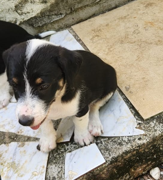 MOON, chiot femelle Croisée Jack Russel