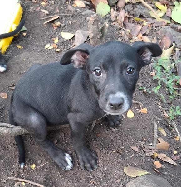 NEBBIU, chiot femelle croisée braque