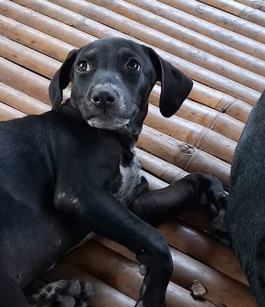 NEBBIU, chiot femelle croisée braque