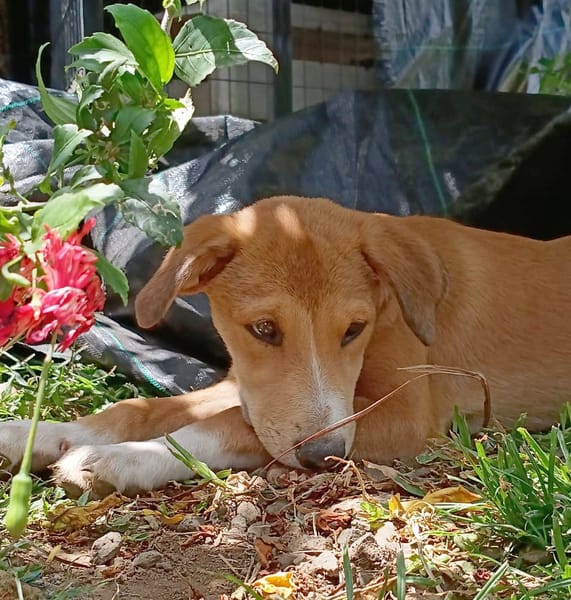 NILO, chiot Berger Créole mâle