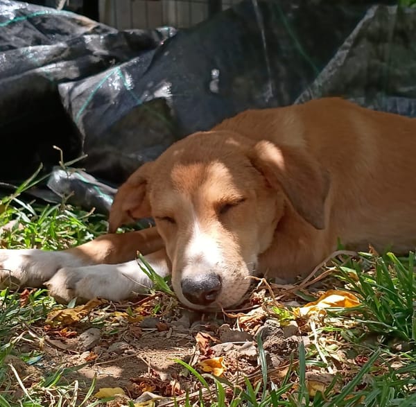 NILO, chiot Berger Créole mâle
