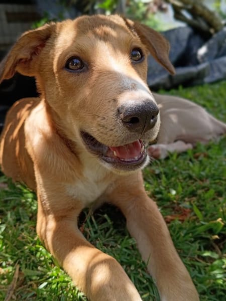 NILO, chiot Berger Créole mâle