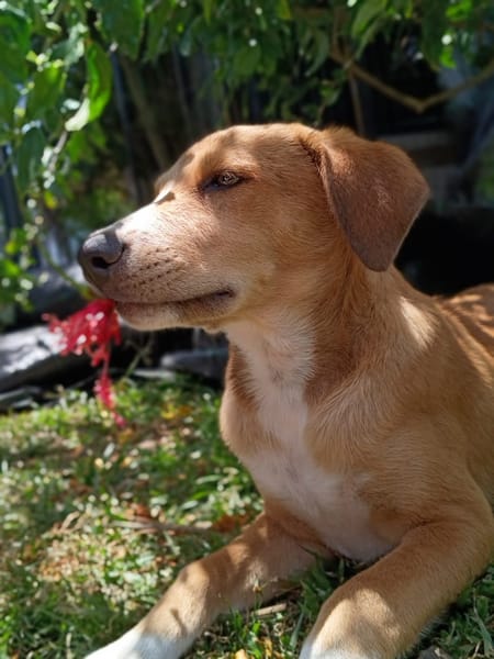 NILO, chiot Berger Créole mâle