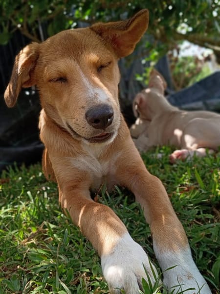NILO, chiot Berger Créole mâle