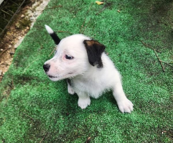 PANDA, chiot femelle Croisée Jack Russel
