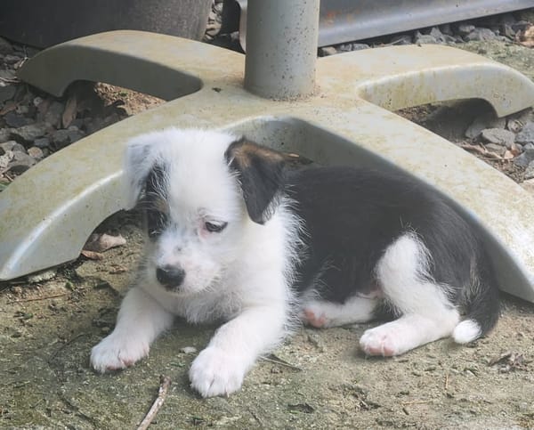 PANDA, chiot femelle Croisée Jack Russel