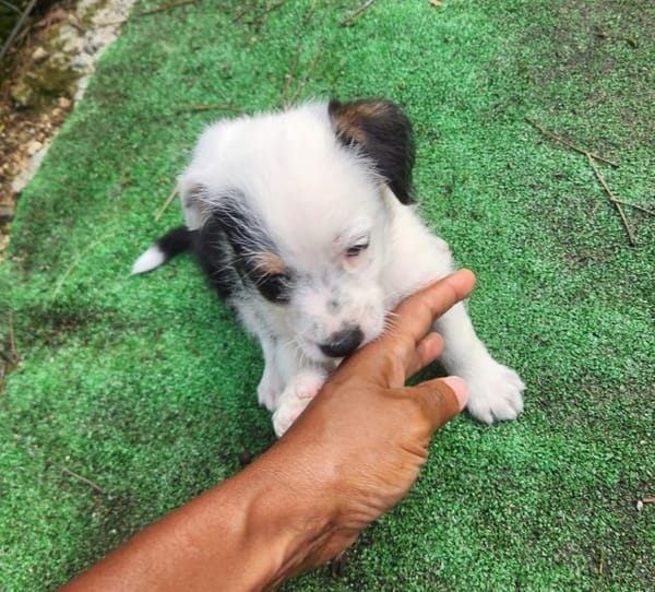 PANDA, chiot femelle Croisée Jack Russel