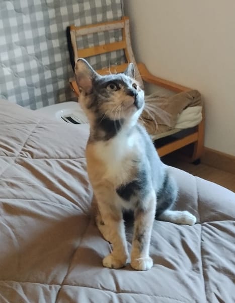 BABETH Chaton femelle type européen