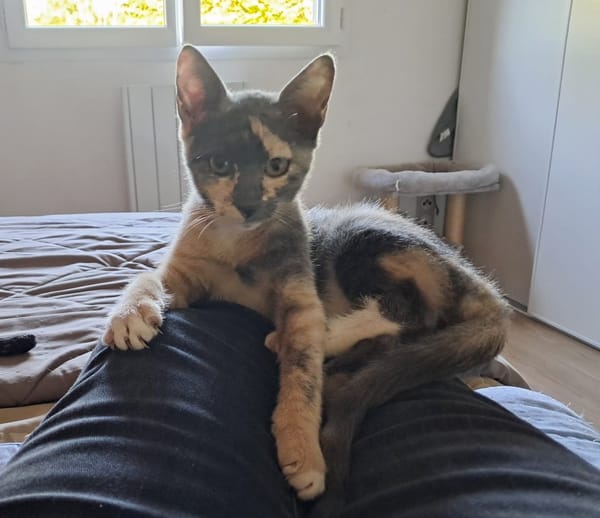 BABETH Chaton femelle type européen