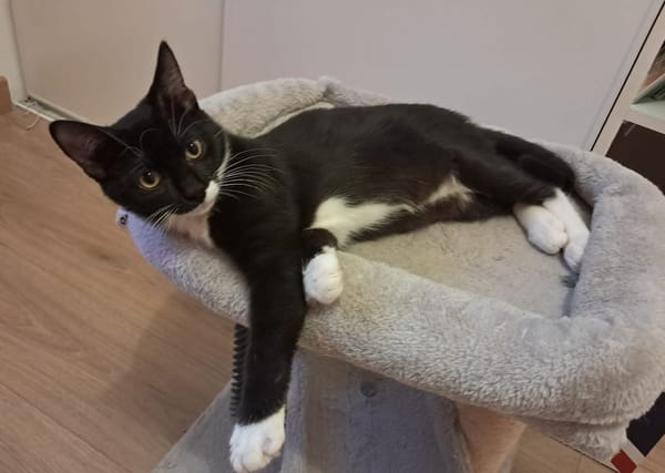 BAGHERRA, chaton femelle type européen