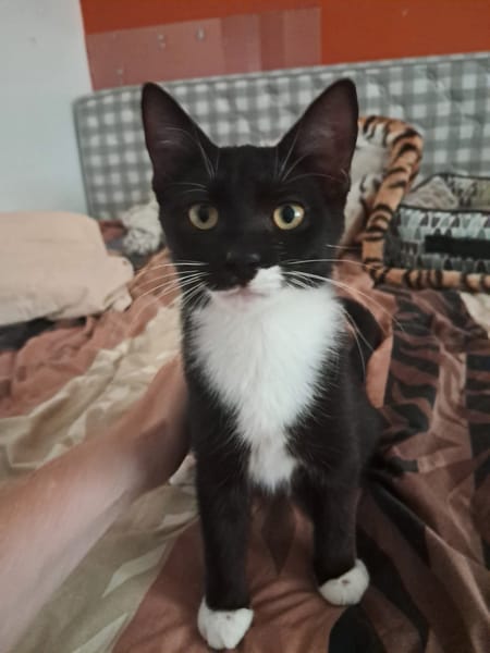 BAGHERRA, chaton femelle type européen