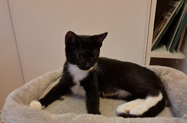 BAGHERRA, chaton femelle type européen