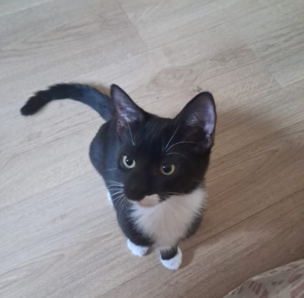 BAGHERRA, chaton femelle type européen