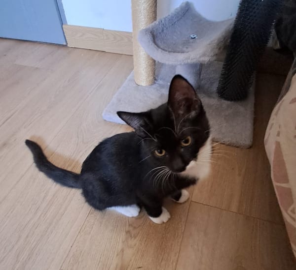 BAGHERRA, chaton femelle type européen