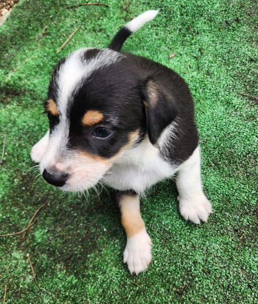 TIKUS, chiot mâle Croisé Jack Russel