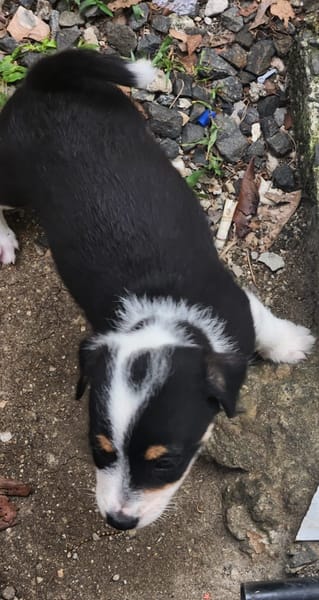 TIKUS, chiot mâle Croisé Jack Russel