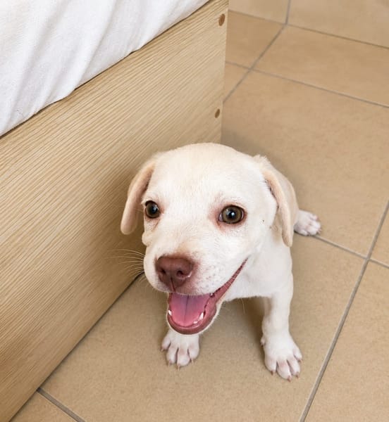 YRIS, chiot femelle croisée Bouledogue Français