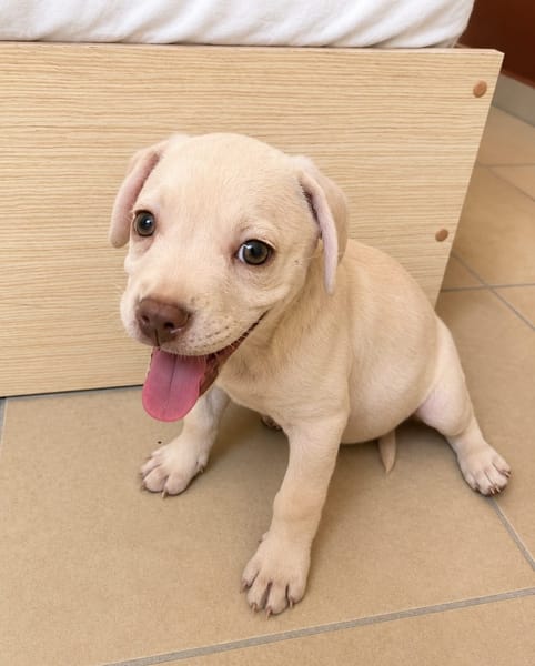 YRIS, chiot femelle croisée Bouledogue Français