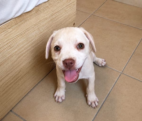 YRIS, chiot femelle croisée Bouledogue Français