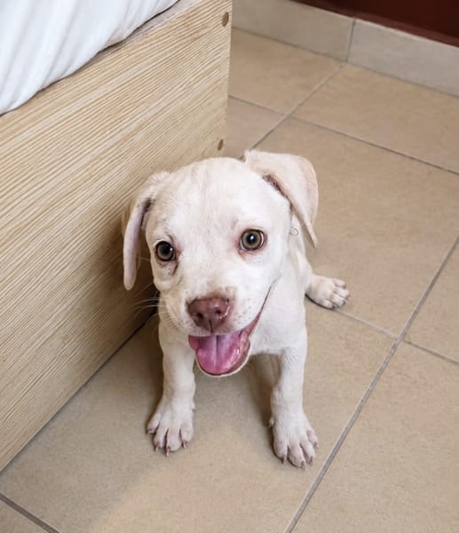 YRIS, chiot femelle croisée Bouledogue Français