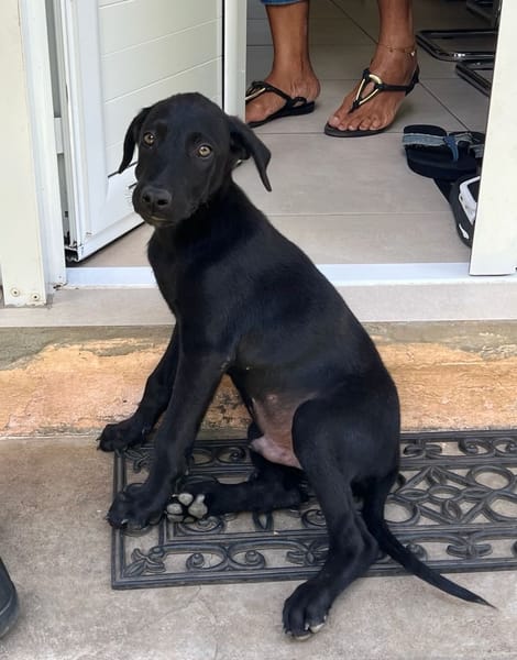 BOUBA, chiot Berger Créole mâle