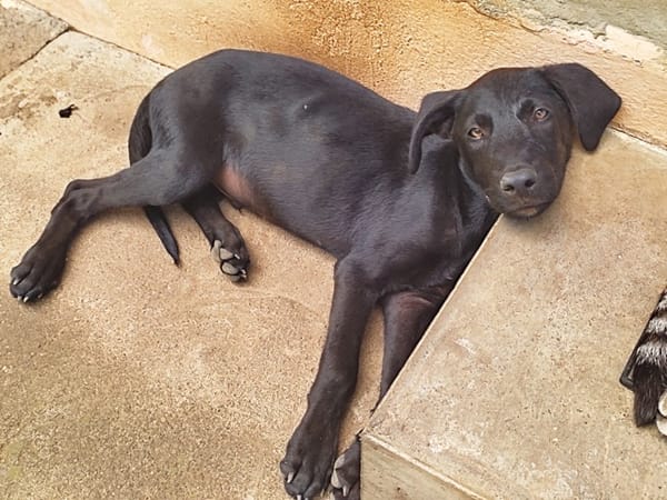 BOUBA, chiot Berger Créole mâle
