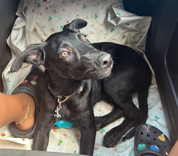 BOUBA, chiot Berger Créole mâle