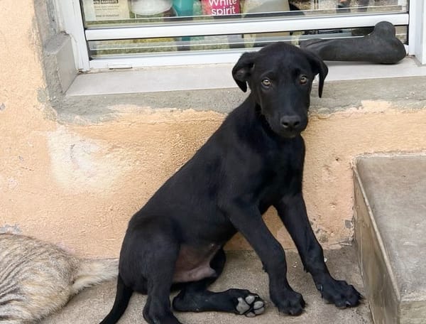 BOUBA, chiot Berger Créole mâle