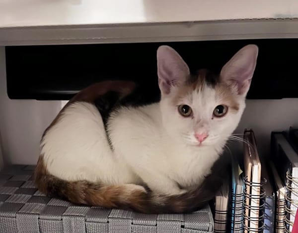 CHAT–KIRA, chaton femelle européen