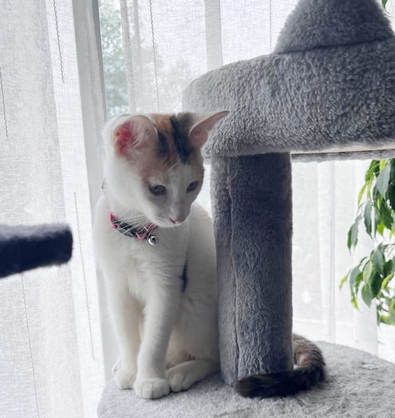 CHAT–KIRA, chaton femelle européen