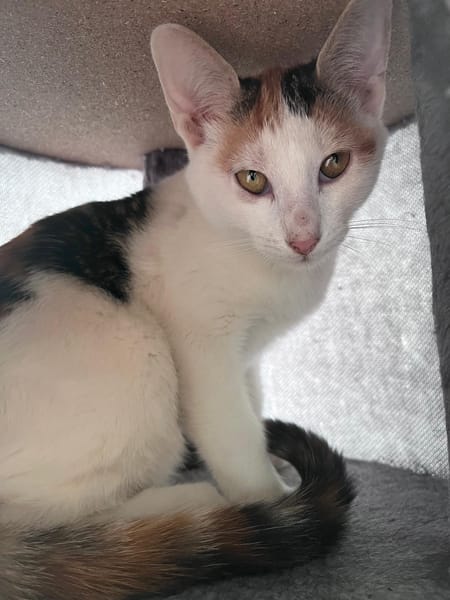 CHAT–KIRA, chaton femelle européen