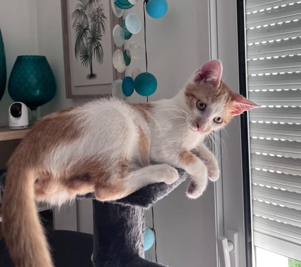 LEVI, chaton créole mâle