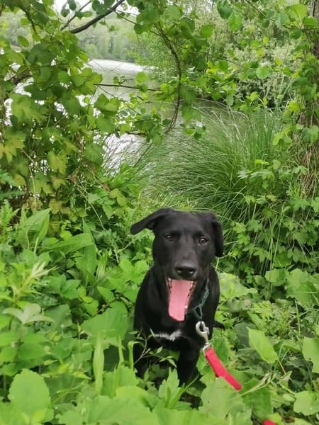 Stormy, mâle, berger créole, né le 15/11/2025