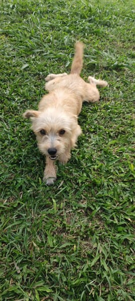 Lucie, femelle, X Terrier, née le 01/01/2023 🐶