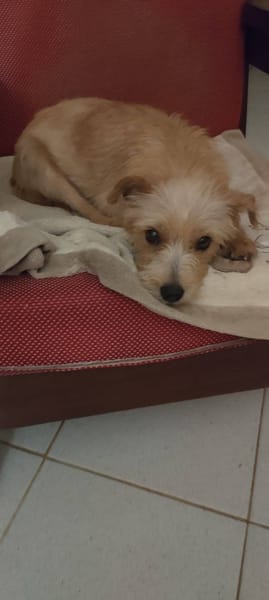 Lucie, femelle, X Terrier, née le 01/01/2023 🐶