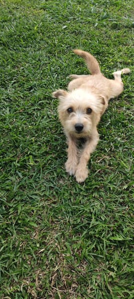 Lucie, femelle, X Terrier, née le 01/01/2023 🐶
