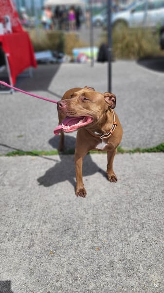Brooklyn, femelle, Berger X Staffordshire Terrier (Décatégorisée par diagnose), née le 20/04/2022 🐶