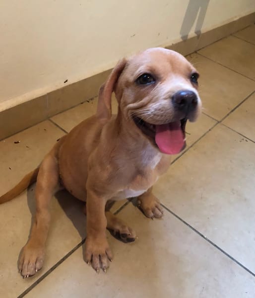 DALHYA, chiot femelle croisée Bouledogue Français