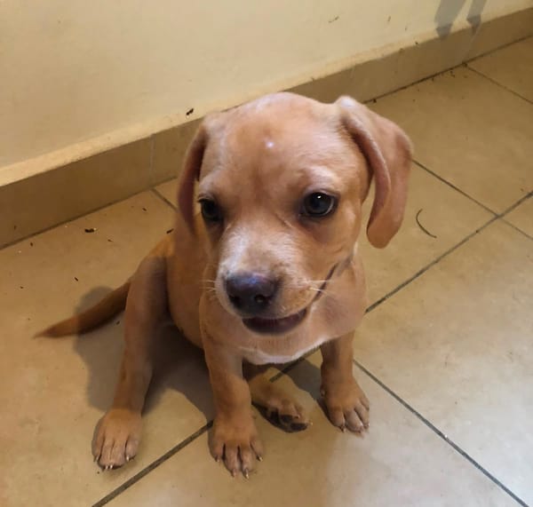 DALHYA, chiot femelle croisée Bouledogue Français