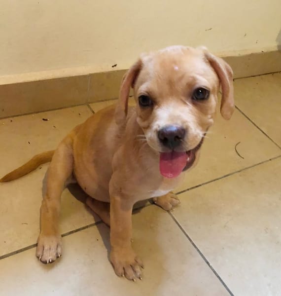 DALHYA, chiot femelle croisée Bouledogue Français