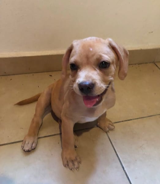 DALHYA, chiot femelle croisée Bouledogue Français