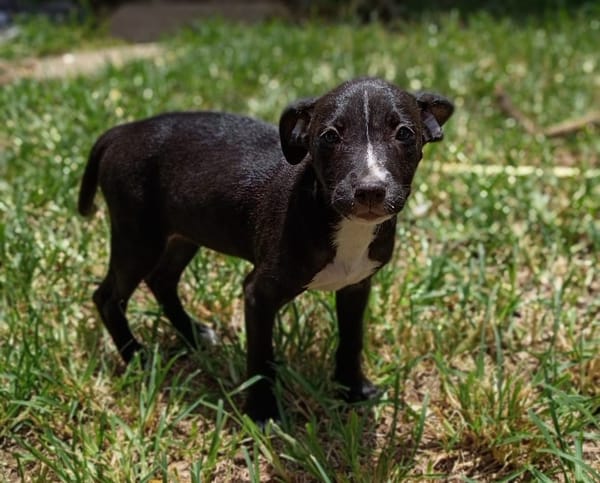 DOLBY, chiot femelle Berger Créole