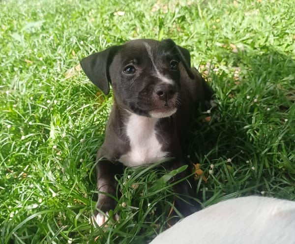 DOLBY, chiot femelle Berger Créole