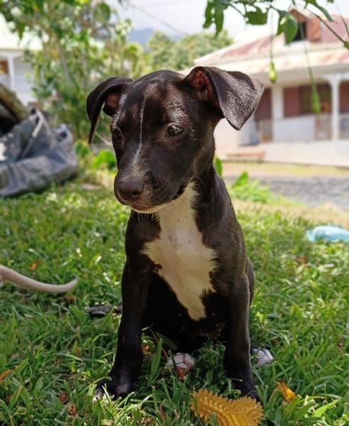 DOLBY, chiot femelle Berger Créole
