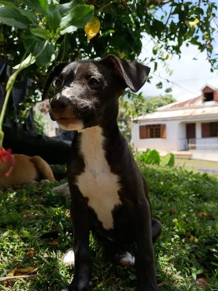 DOLBY, chiot femelle Berger Créole