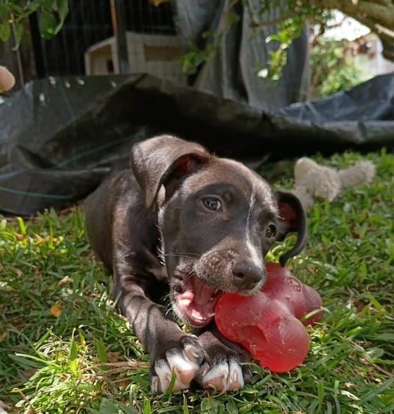 DOLBY, chiot femelle Berger Créole