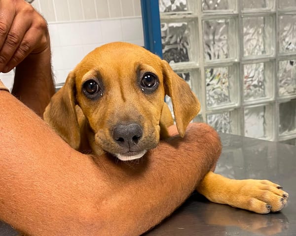 NUCCIOLA, chiot femelle croisée braque