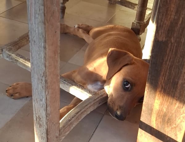 NUCCIOLA, chiot femelle croisée braque