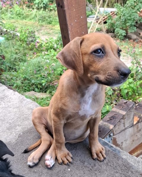 NUCCIOLA, chiot femelle croisée braque